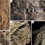 Copertina di Scoperti fossili che riscrivono la storia della vita: il sesso e il movimento nacquero prima del previsto