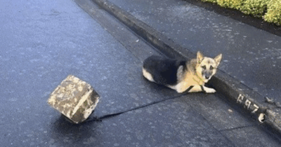 Copertina di “Il pastore tedesco era fermo in strada, legato a un blocco di cemento, non si muoveva”: la foto choc che fa pensare a un abbandono, poi la verità