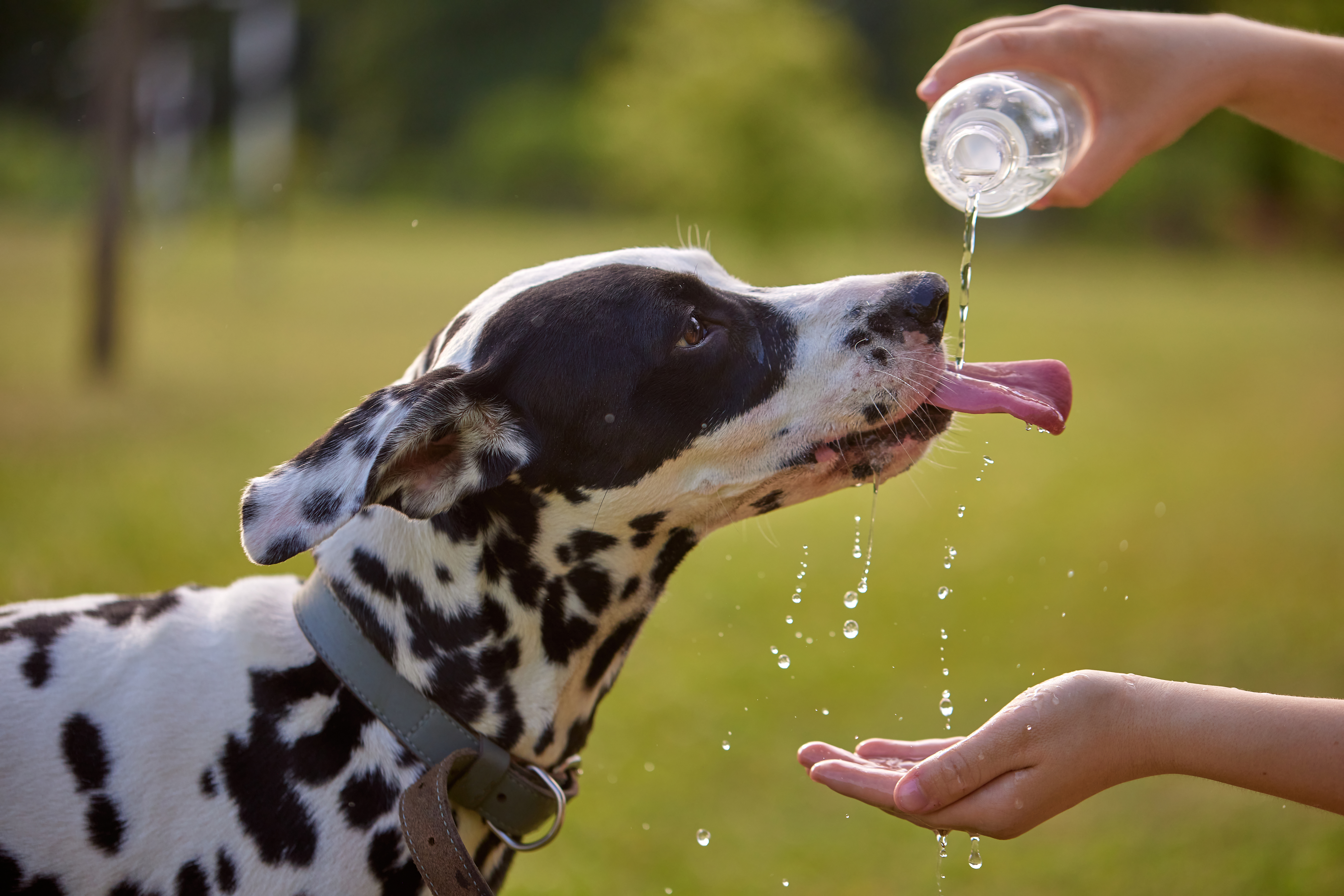 Cani e gatti in estate, come proteggerli dal caldo: acqua, cibo umido, gelati per pet e uscite sicure, i consigli di Arcaplanet