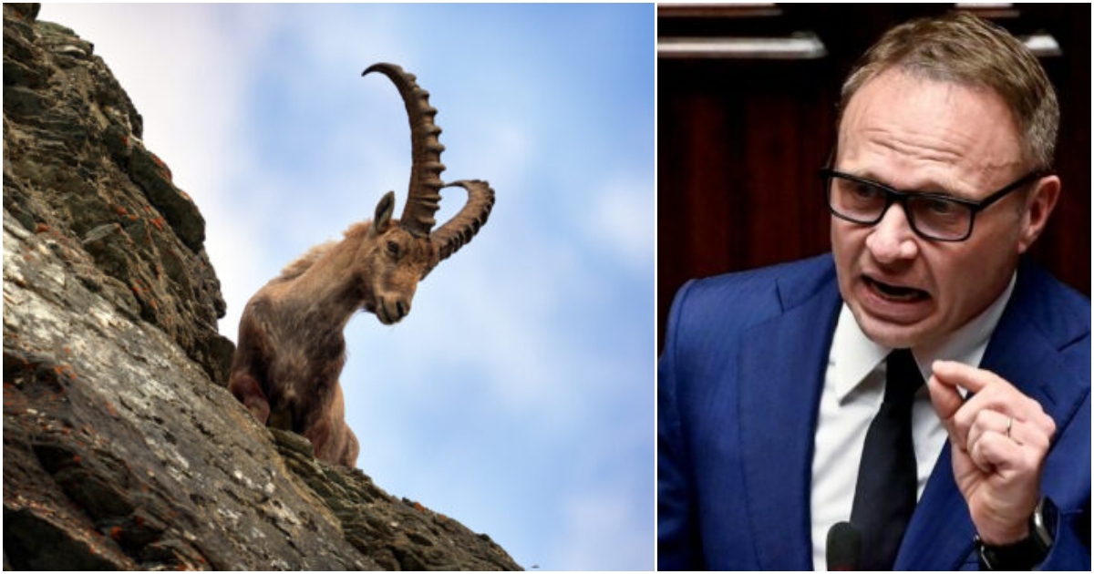 il governo rinsavisce ed esclude lo stambecco dalle specie cacciabili il dietrofront di lollobrigida dopo le proteste degli esperti da Ilfattoquotidiano.it il governo rinsavisce ed esclude lo stambecco dalle specie cacciabili il dietrofront di lollobrigida dopo le proteste degli esperti