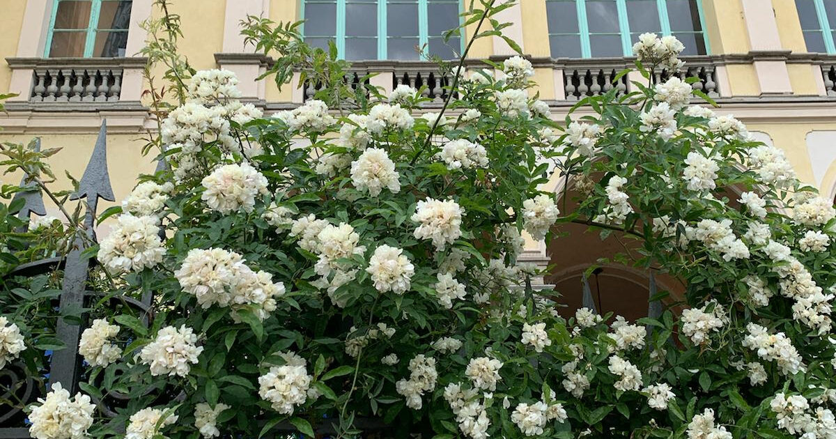 Finanzieri in crisi per il ficus e signore a caccia di ortensie rare: da Orticola al forest bathing, il giardinaggio è il nuovo trend