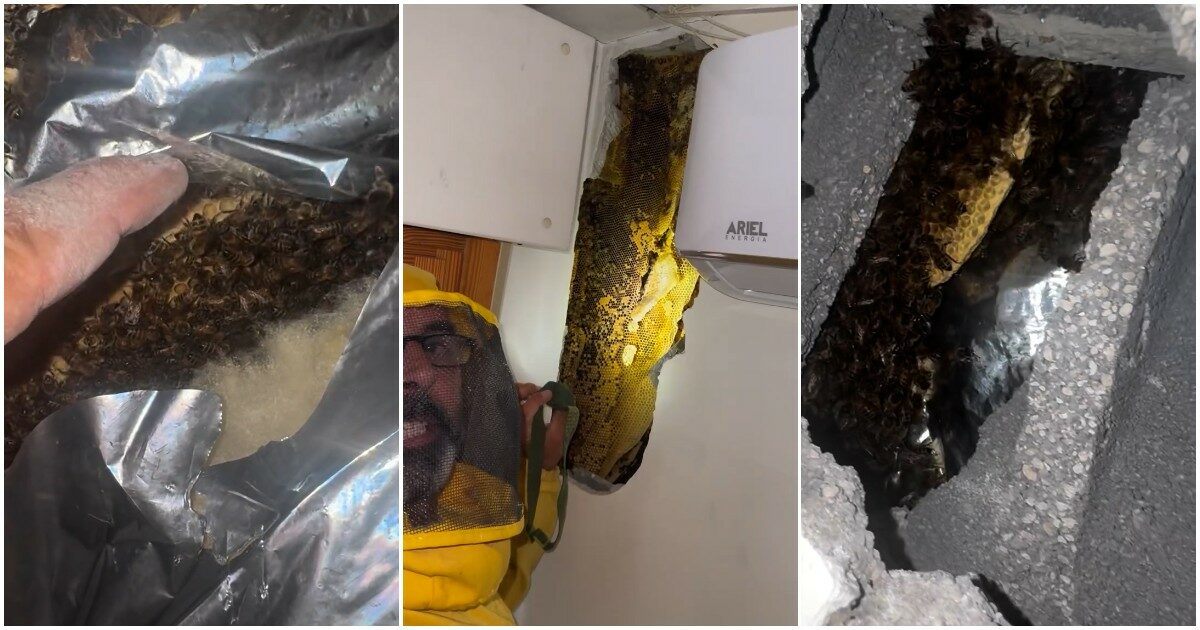 100mila api colonizzano per due anni un’intercapedine di un villino a Roma e terrorizzano i proprietari di casa: l’esperto riesce a trasferirle in sicurezza