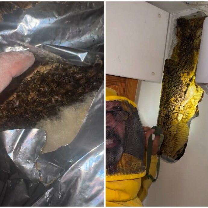 100mila api colonizzano per due anni un’intercapedine di un villino a Roma e terrorizzano i proprietari di casa: l’esperto riesce a trasferirle in sicurezza