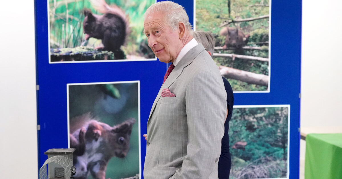 Re Carlo autorizza la “pillola contraccettiva” per gli scoiattoli grigi: la “guerra” del sovrano contro la riproduzione fuori controllo di questi animaletti