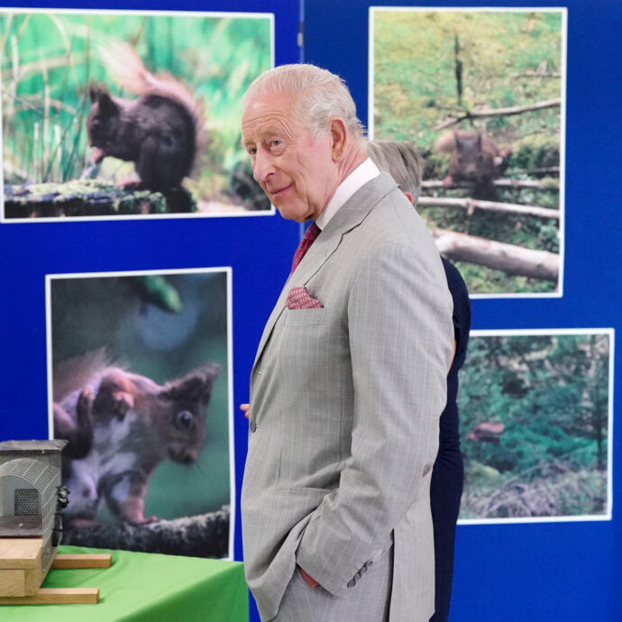 Re Carlo autorizza la “pillola contraccettiva” per gli scoiattoli grigi: la “guerra” del sovrano contro la riproduzione fuori controllo di questi animaletti
