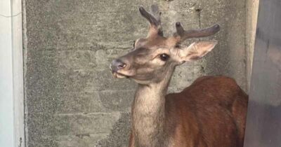 Copertina di “Si poteva salvare, ma lo sceriffo di turno gli ha sparato”: cervo disorientato si rifugia nel cortile di una casa di Berbenno di Valtellina, ma viene ucciso dai soccorsi