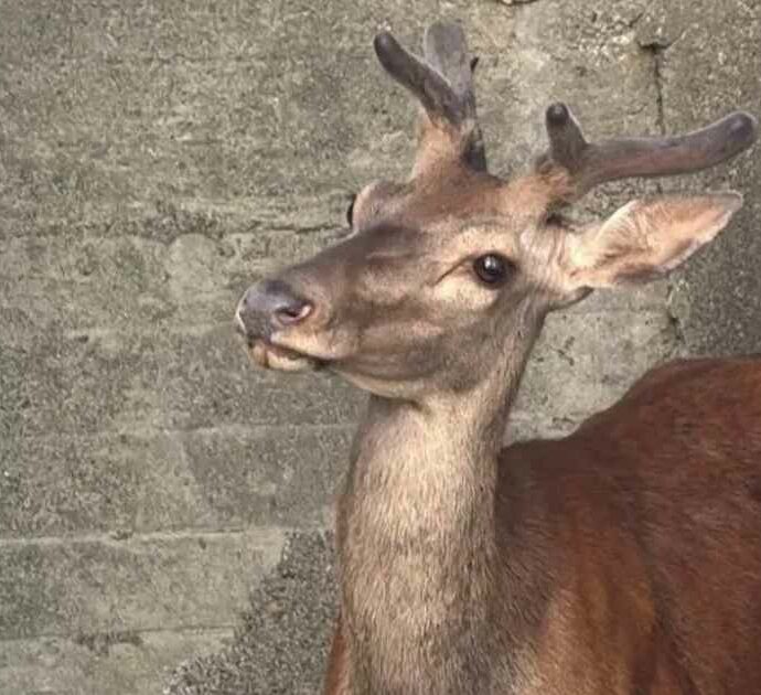 “Si poteva salvare, ma lo sceriffo di turno gli ha sparato”: cervo disorientato si rifugia nel cortile di una casa di Berbenno di Valtellina, ma viene ucciso dai soccorsi
