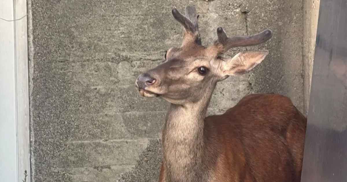 “Si poteva salvare, ma lo sceriffo di turno gli ha sparato”: cervo disorientato si rifugia nel cortile di una casa di Berbenno di Valtellina, ma viene ucciso dai soccorsi
