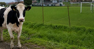 Copertina di “Oggi non riesco, devo aiutare mio padre a fare la siringa dei vermi alle vacche”: la magia del calcio di provincia | Domeniche Bestiali