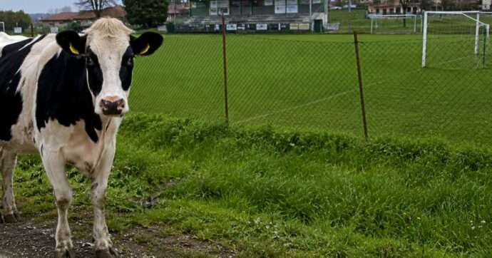 “Oggi non riesco, devo aiutare mio padre a fare la siringa dei vermi alle vacche”: la magia del calcio di provincia | Domeniche Bestiali