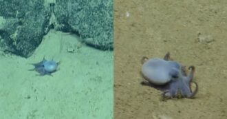 Copertina di Scoperto il “piccolo polpo blu degli abissi”. Gli esperti: “Si tratta di qualcosa di completamente nuovo rispetto alle specie già conosciute” – IL VIDEO