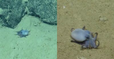 Copertina di Scoperto il “piccolo polpo blu degli abissi”. Gli esperti: “Si tratta di qualcosa di completamente nuovo rispetto alle specie già conosciute” – IL VIDEO