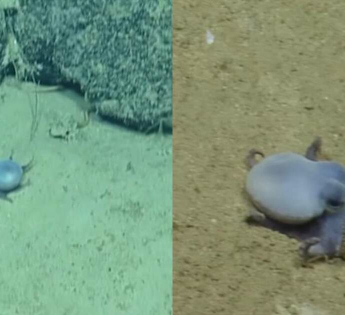 Scoperto il “piccolo polpo blu degli abissi”. Gli esperti: “Si tratta di qualcosa di completamente nuovo rispetto alle specie già conosciute” – IL VIDEO