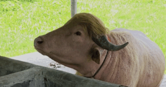 Copertina di Il bufalo albino “Donald Trump” diventa una star dei social e si salva dal macello: vivrà allo zoo nazionale