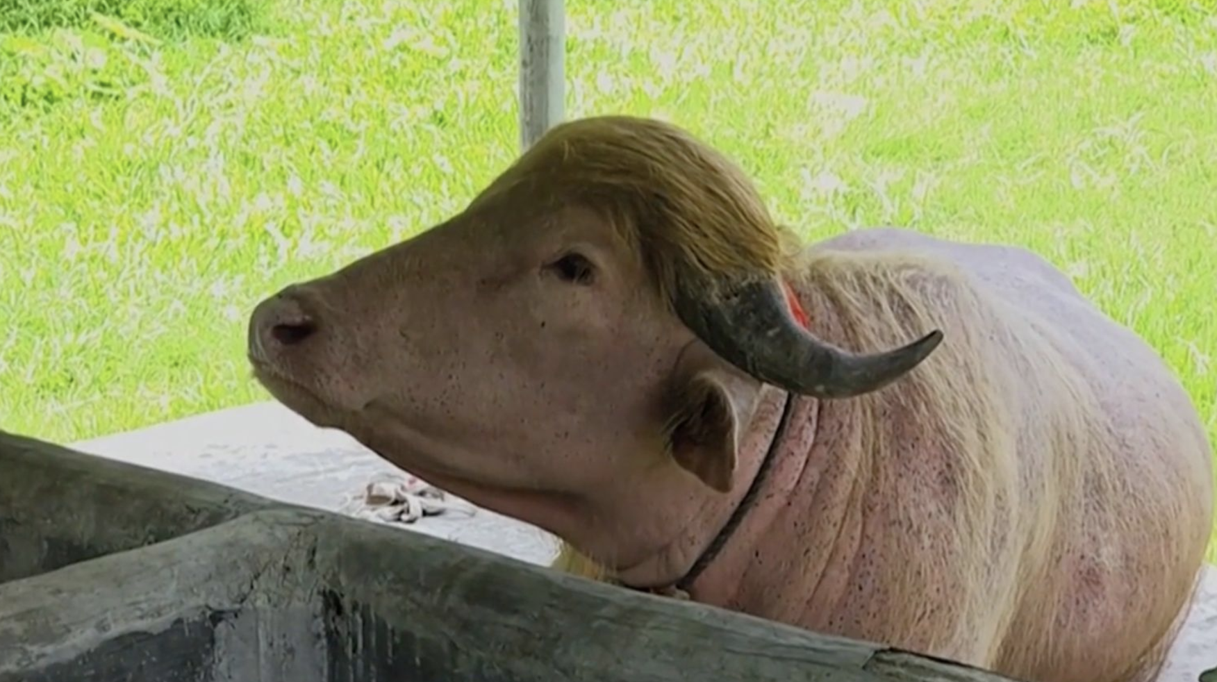 il bufalo albino donald trump diventa una star dei social e si salva dal macello vivr224 allo zoo nazionale da Ilfattoquotidiano.it il bufalo albino donald trump diventa una star dei social e si salva dal macello vivr224 allo zoo nazionale
