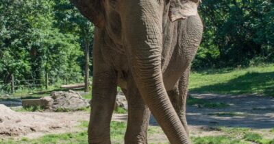 Copertina di È morta Happy, l’elefantessa che è stata al centro del dibattito sui diritti degli animali negli zoo