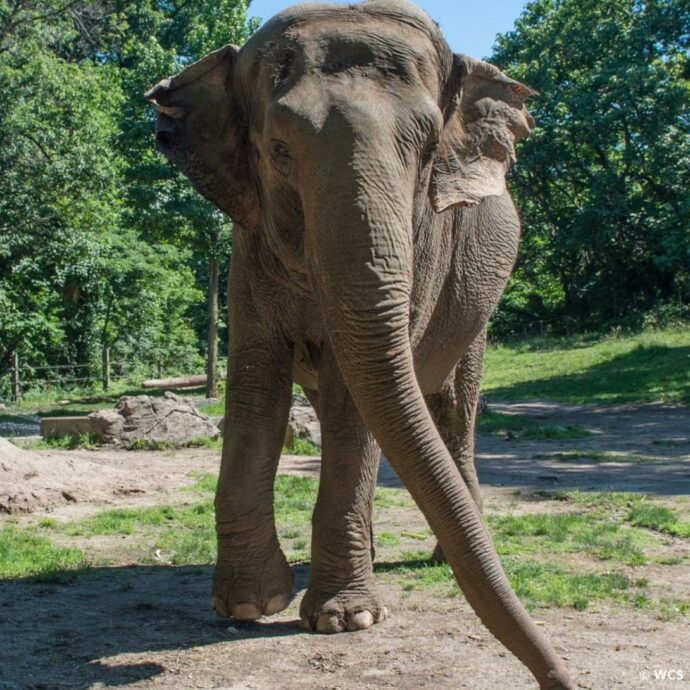È morta Happy, l’elefantessa che è stata al centro del dibattito sui diritti degli animali negli zoo