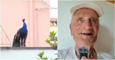 Copertina di “Hanno rischiato di portarmi via l’occhio”: anziano aggredito in cucina dai pavoni di Punta Marina. Il caso divide gli abitanti