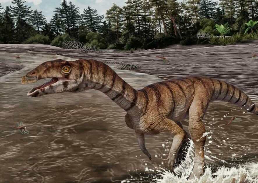 Il misterioso “coccodrillo strega” svela nuovi segreti dell’evoluzione nel Triassico: ecco le caratteristiche del rettile bipede senza denti che sembrava un velociraptor