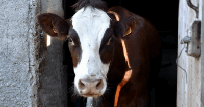 Copertina di Fiamme nella notte in una cascina del Milanese: messi in salvo 510 bovini, distrutta un’ala dell’azienda agricola