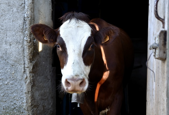 Fiamme nella notte in una cascina del Milanese: messi in salvo 510 bovini, distrutta un’ala dell’azienda agricola