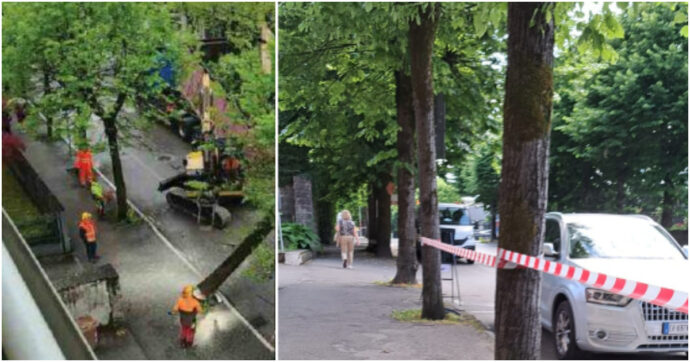 Fermata (per ora) la strage di tigli a Belluno, il Consiglio di Stato blocca l’abbattimento: vittoria di Italia Nostra