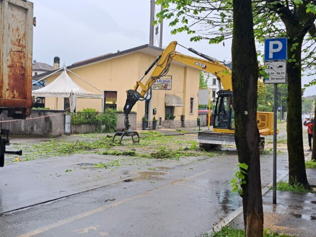 Fermata (per ora) la strage di tigli a Belluno, il Consiglio di Stato blocca l’abbattimento: vittoria di Italia Nostra
