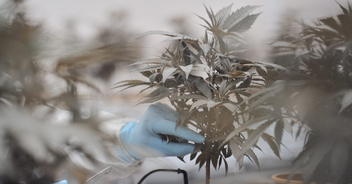 pazienti cannabis medica convocati in caserma l8217indagine e l8217odissea dei malati spaventati ma il farmaco 232 introvabile le farmacie non vogliono rogne da Ilfattoquotidiano.it pazienti cannabis medica convocati in caserma l8217indagine e l8217odissea dei malati spaventati ma il farmaco 232 introvabile le farmacie non vogliono rogne