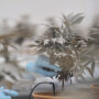 Copertina di Pazienti cannabis medica convocati in caserma. L’indagine e l’Odissea dei malati: “Spaventati, ma il farmaco è introvabile. Le farmacie non vogliono rogne”