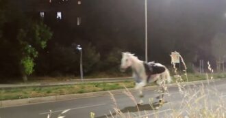 Copertina di Cavalli in fuga dalla parata del 2 giugno: le immagini della corsa al galoppo nella notte sulla Cristoforo Colombo a Roma, poi l’intervento della polizia