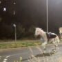Copertina di Cavalli in fuga dalla parata del 2 giugno: le immagini della corsa al galoppo nella notte sulla Cristoforo Colombo a Roma, poi l’intervento della polizia