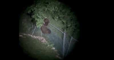 Copertina di Nuovo avvistamento di un orso nell’Altopiano di Asiago: il video mentre scavalca una recinzione