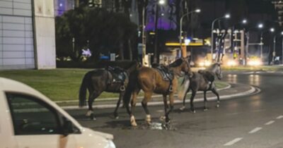 Copertina di “Volevo festeggiare”: c’è il capro espiatorio, i botti si fanno da anni. Cavalli del 2 giugno in fuga per le vie di Roma