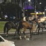 Copertina di “Volevo festeggiare”: c’è il capro espiatorio, i botti si fanno da anni. Cavalli del 2 giugno in fuga per le vie di Roma