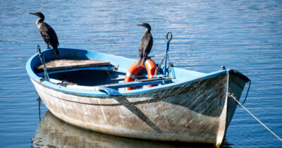 Copertina di “Torniamo a cacciarli, fanno troppi danni”: dieci Paesi Ue vogliono sparare ai cormorani. La specie è protetta