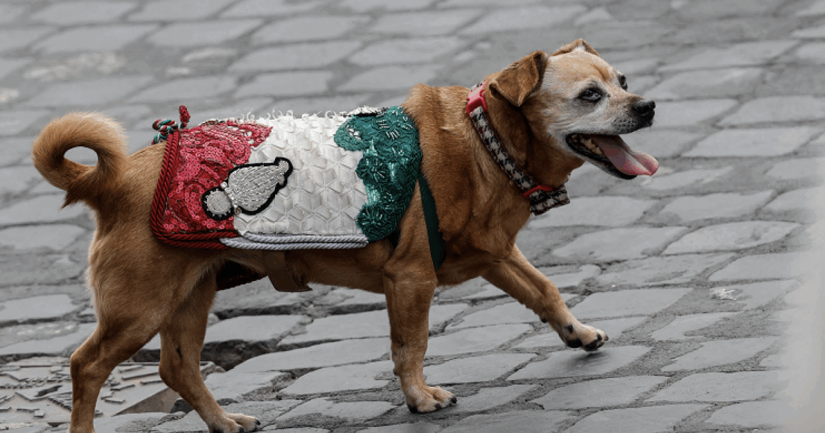 Briciola alla sua ultima parata del 2 giugno, la mascotte dei Carabinieri va in pensione. Commozione e applausi