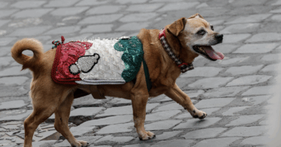 Copertina di Briciola alla sua ultima parata del 2 giugno, la mascotte dei Carabinieri va in pensione. Commozione e applausi