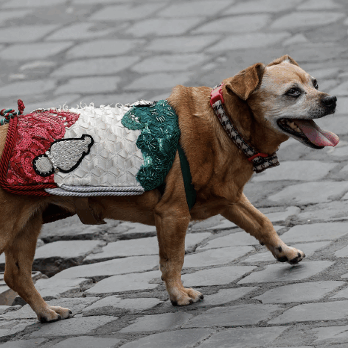 Briciola alla sua ultima parata del 2 giugno, la mascotte dei Carabinieri va in pensione. Commozione e applausi