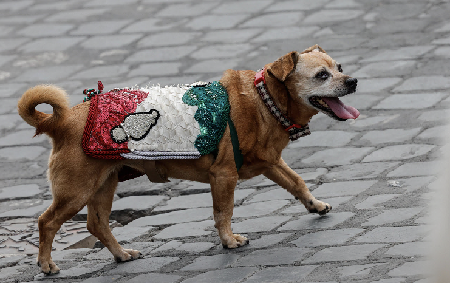 briciola alla sua ultima parata del 2 giugno la mascotte dei carabinieri va in pensione commozione e applausi da Ilfattoquotidiano.it briciola alla sua ultima parata del 2 giugno la mascotte dei carabinieri va in pensione commozione e applausi