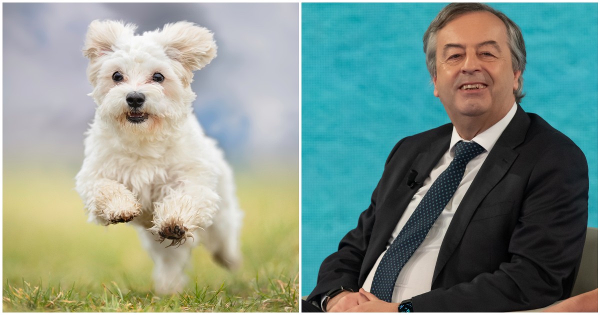“Ci sono i pazzi che hanno portato illegalmente in Italia un cane con la rabbia e gli altri pazzi che invitano a non vaccinare gli animali”: la rabbia di Burioni
