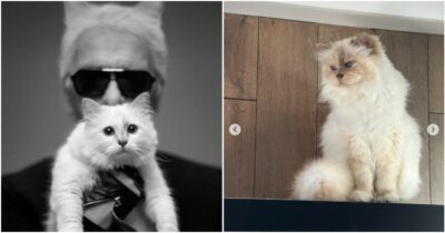 Copertina di “Non abbiamo ricevuto nulla”. Choupette, la gatta ereditiera di Karl Lagerfeld non ha visto ancora un centesimo dell’eredità da 1,5 milioni dello stilista: ecco perché