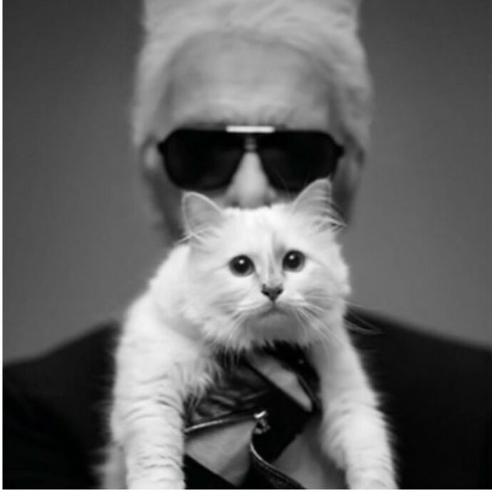 “Non abbiamo ricevuto nulla”. Choupette, la gatta ereditiera di Karl Lagerfeld non ha visto ancora un centesimo dell’eredità da 1,5 milioni dello stilista: ecco perché