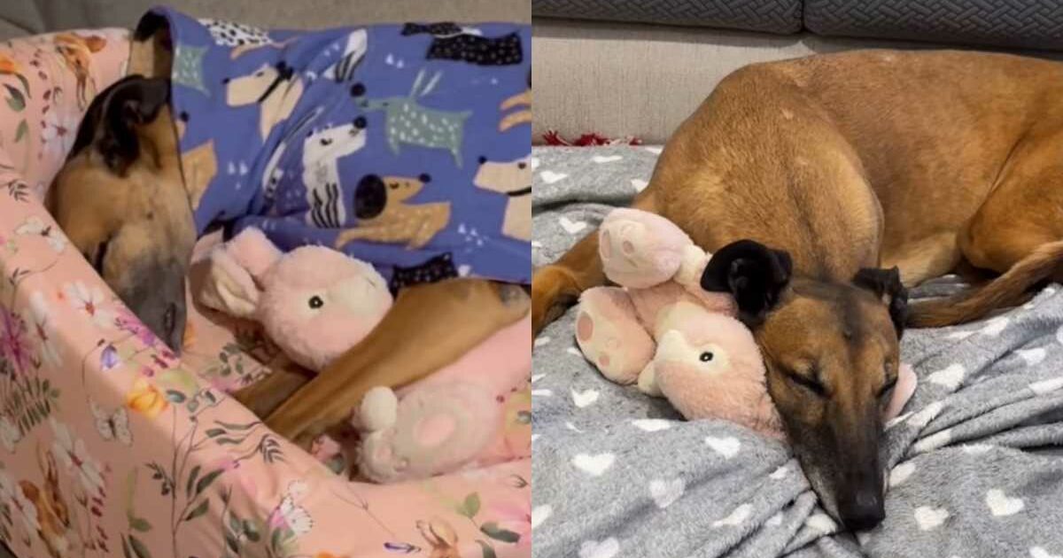 Spremuta fino all’osso dal circuito delle corse, rinasce grazie al coniglietto di peluche rosa: la storia della levriera Poppy