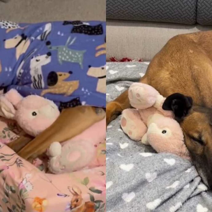 Spremuta fino all’osso dal circuito delle corse, rinasce grazie al coniglietto di peluche rosa: la storia della levriera Poppy