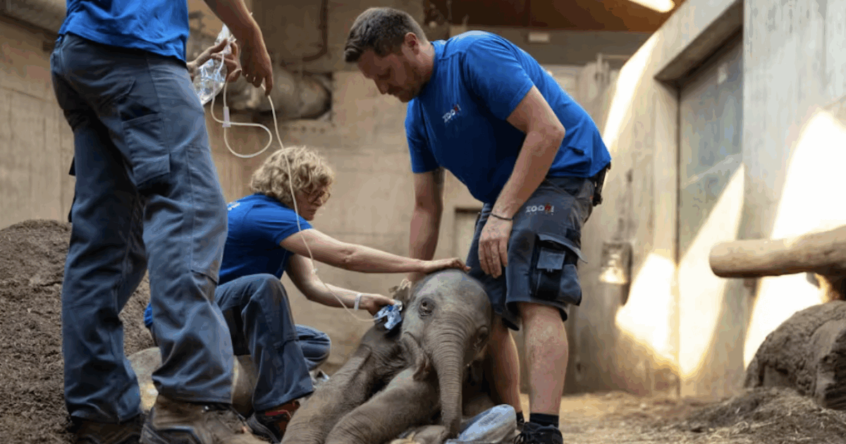 “Non riusciva a reggersi in piedi”: soppresso elefante asiatico appena nato. Lo zoo di Zurigo: “Non potevamo fare altro”