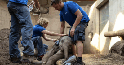 Copertina di “Non riusciva a reggersi in piedi”: soppresso elefante asiatico appena nato. Lo zoo di Zurigo: “Non potevamo fare altro”
