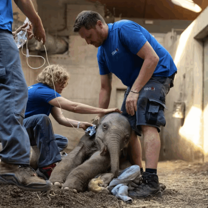 “Non riusciva a reggersi in piedi”: soppresso elefante asiatico appena nato. Lo zoo di Zurigo: “Non potevamo fare altro”