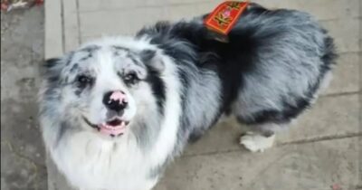 Copertina di “Rapito, ucciso e poi mangiato”: il cane influencer Chutou scompare nel nulla mentre il proprietario è all’estero, poi la scoperta choc