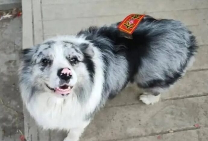 “Rapito, ucciso e poi mangiato”: il cane influencer Chutou scompare nel nulla mentre il proprietario è all’estero, poi la scoperta choc