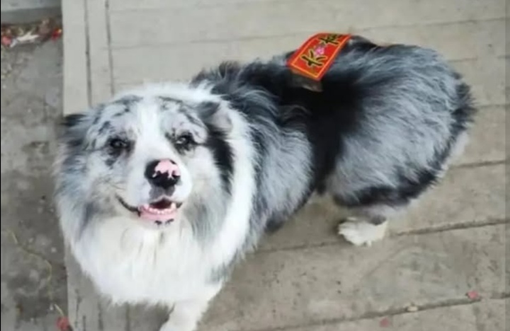 “Rapito, ucciso e poi mangiato”: il cane influencer Chutou scompare nel nulla mentre il proprietario è all’estero, poi la scoperta choc